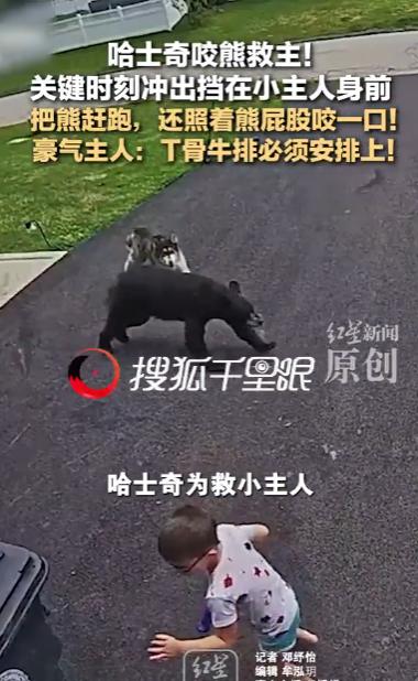 美国康涅狄格州，居民区里出现一只黑熊，面对这只野生黑熊，一只名叫贝拉的混血哈士奇