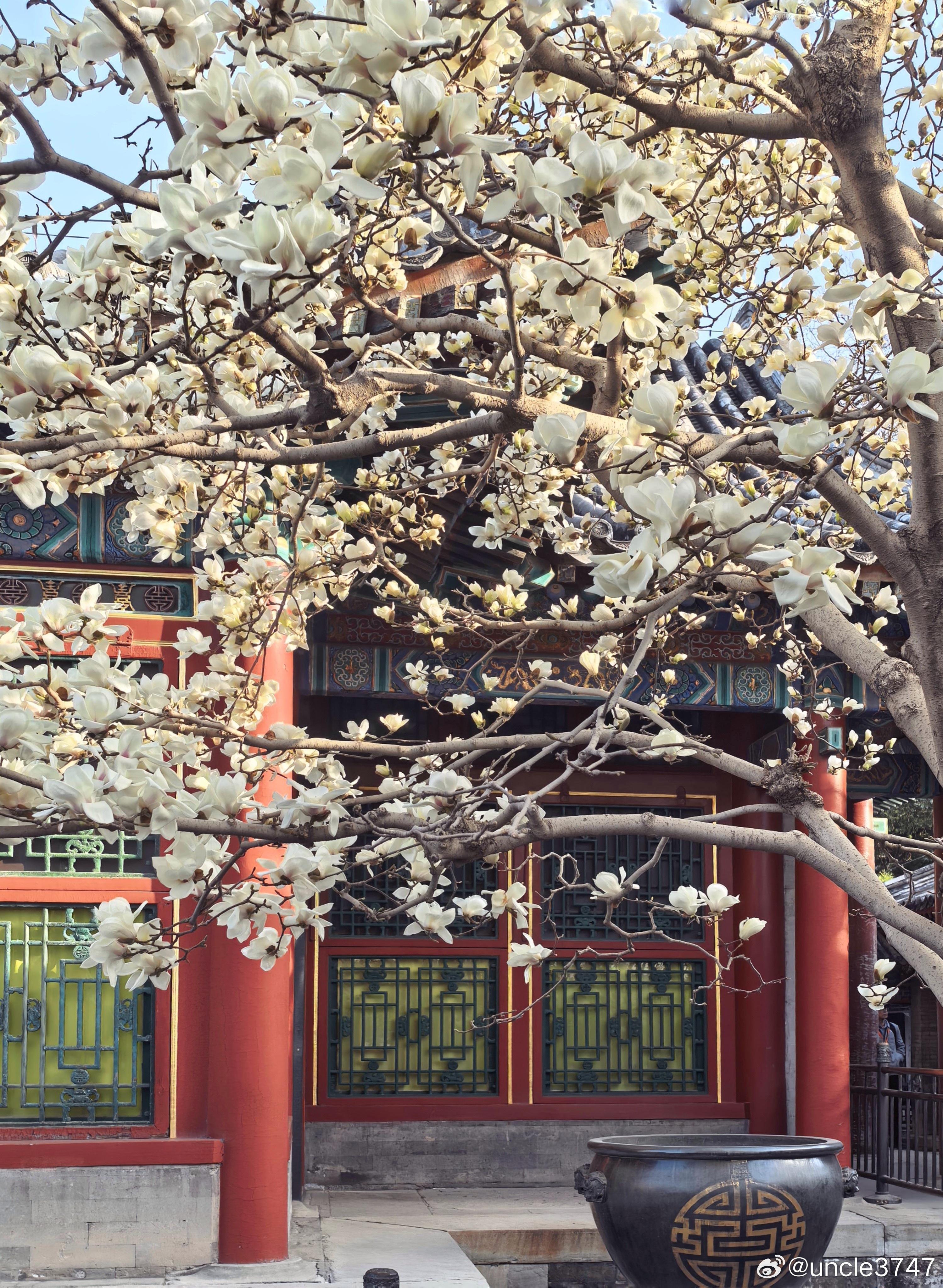 乐寿堂前花似雪，百年风雨不思归…摄影