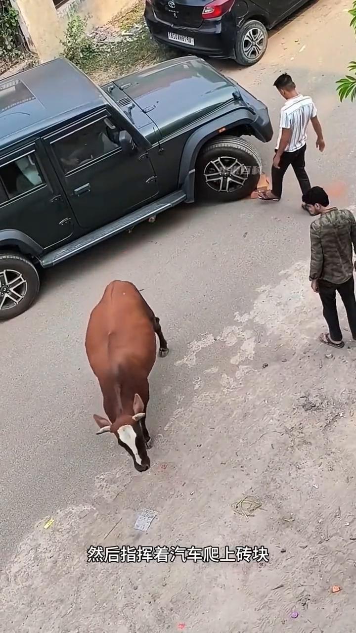 好心人拯救车下的牛犊。男人驾驶车辆不慎将小牛犊压在车下，牛妈妈焦急的来到车旁查