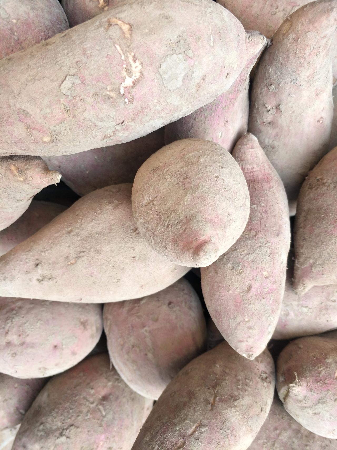 我家在地里种了点红瓤山要，产量比往年少的多，但是吃的挺甜挺面，和往年种的地数一样