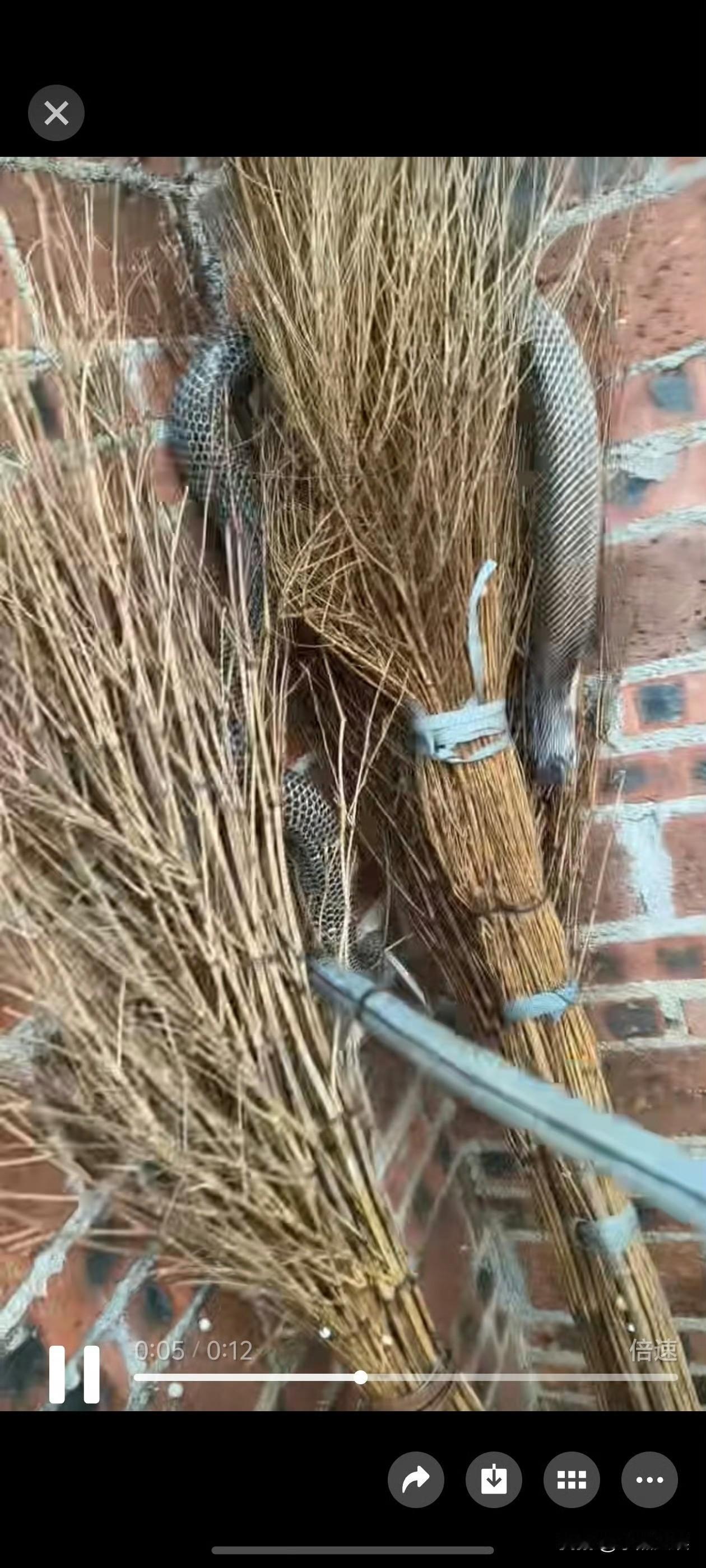太恐怖了吧！洪水冲垮了一养蛇场，导致很多眼镜蛇跑了出来，有网友拍到水面上全是蛇