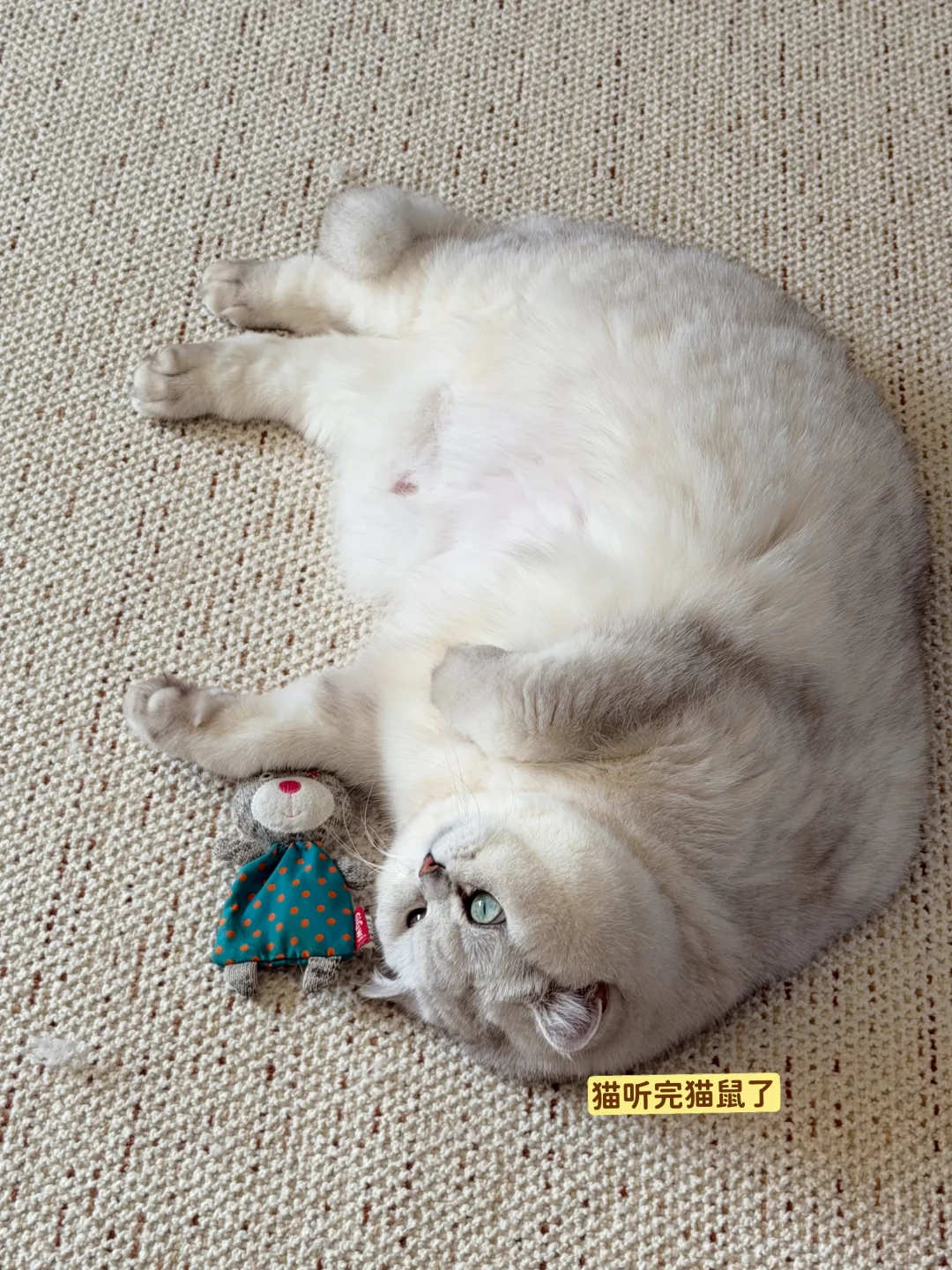 跟小猫说了我明天上班💼