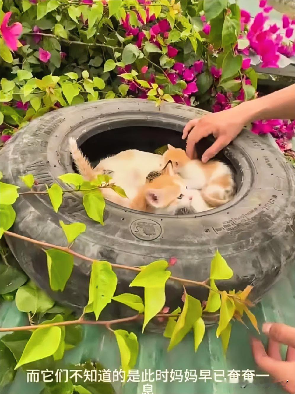 在一处屋顶的废旧轮胎里，一窝刚出生的小奶猫紧紧依偎着气息微弱的猫妈妈，它们不知道