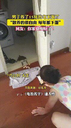 大连这哥们儿家的乌龟，可太会给惊喜了！养了15年的老伙计，居然当