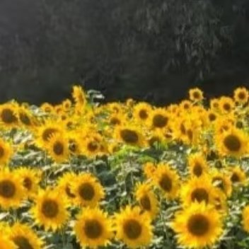 1700向日葵的种植方法：一、种植时间向日葵的蕞佳种植时间是每年的四月到六月。这