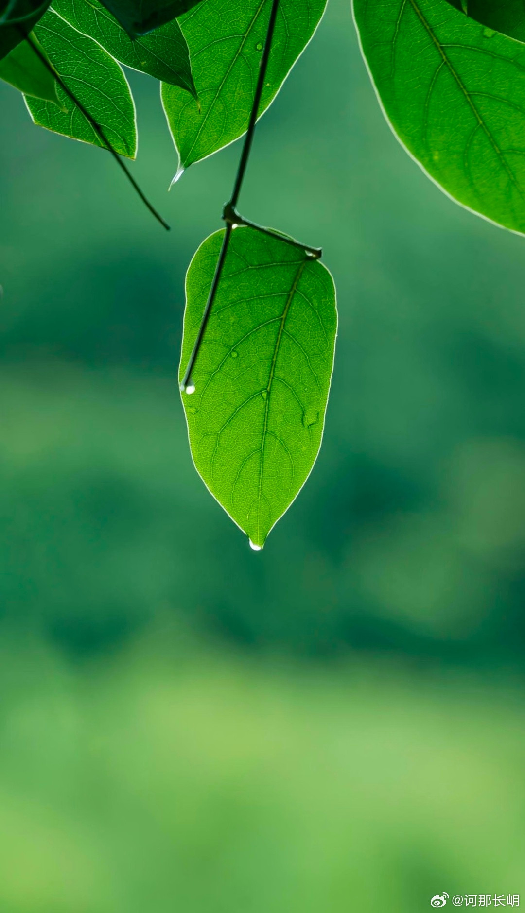 你散发出去的任何东西，终将会回到你身上，心存善念是一个人为人处世，能够秉持着善良