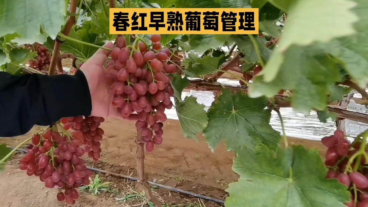 🍇春红早熟葡萄第一年挂果别只顾产量，科学管理才能养树稳丰收！1️⃣负载控制：