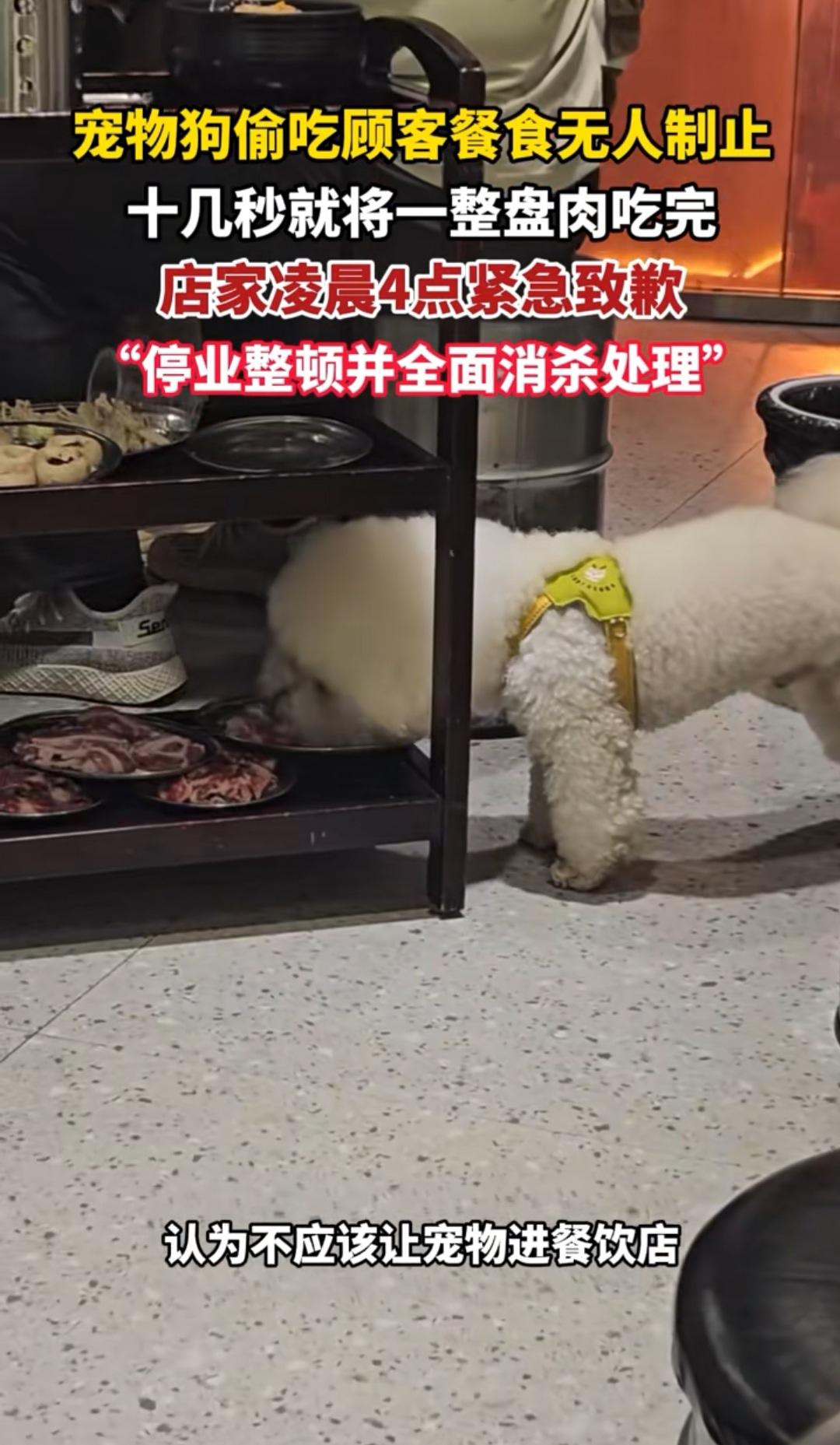 衡阳这家烤肉店的老板一觉睡醒，估计“天都塌了”，不知道谁是把宠物狗带进店里面，