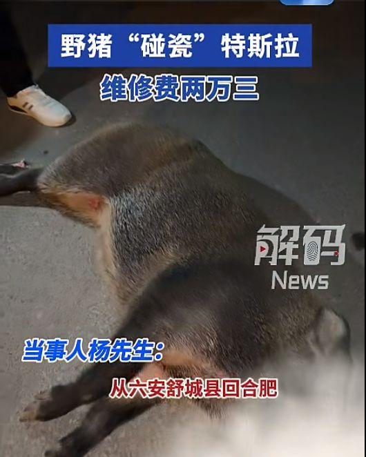 特斯拉车主撞野猪被判全责，这事着实令人无语。11月2号，安徽六安的杨先生驾车载着