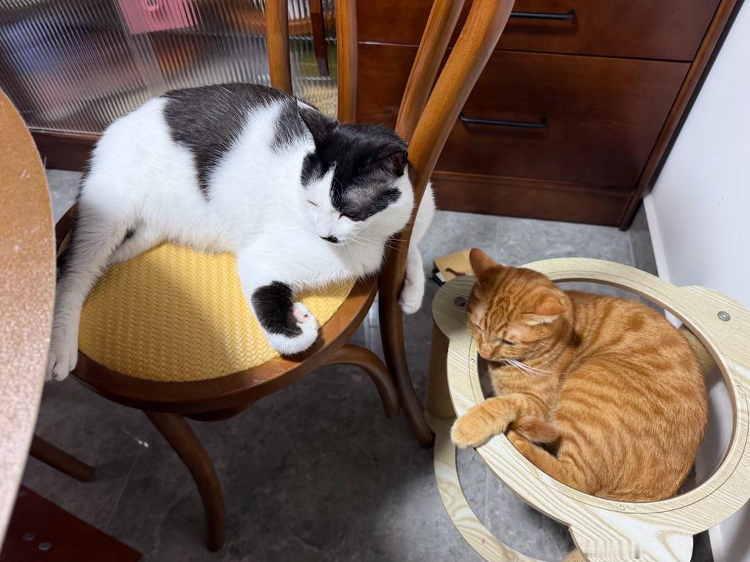 “黄猫占了他的窝他就在旁边这样等到睡着（其实没睡一个眼睛在放哨看黄猫走了他立马