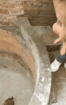 老鼠：汪星人我就不怕了。看来我今天命不该绝。