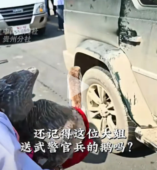 还记得榕江水灾撤离时，那位大姐送给武警的一只大鹅吗？它现在可不得了，居然已经正式