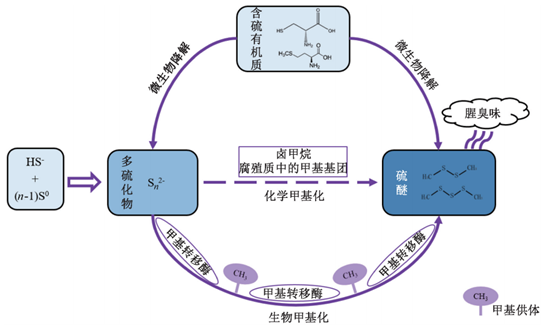 饮用水腥臭, 是不是硫醚类物质在作怪?