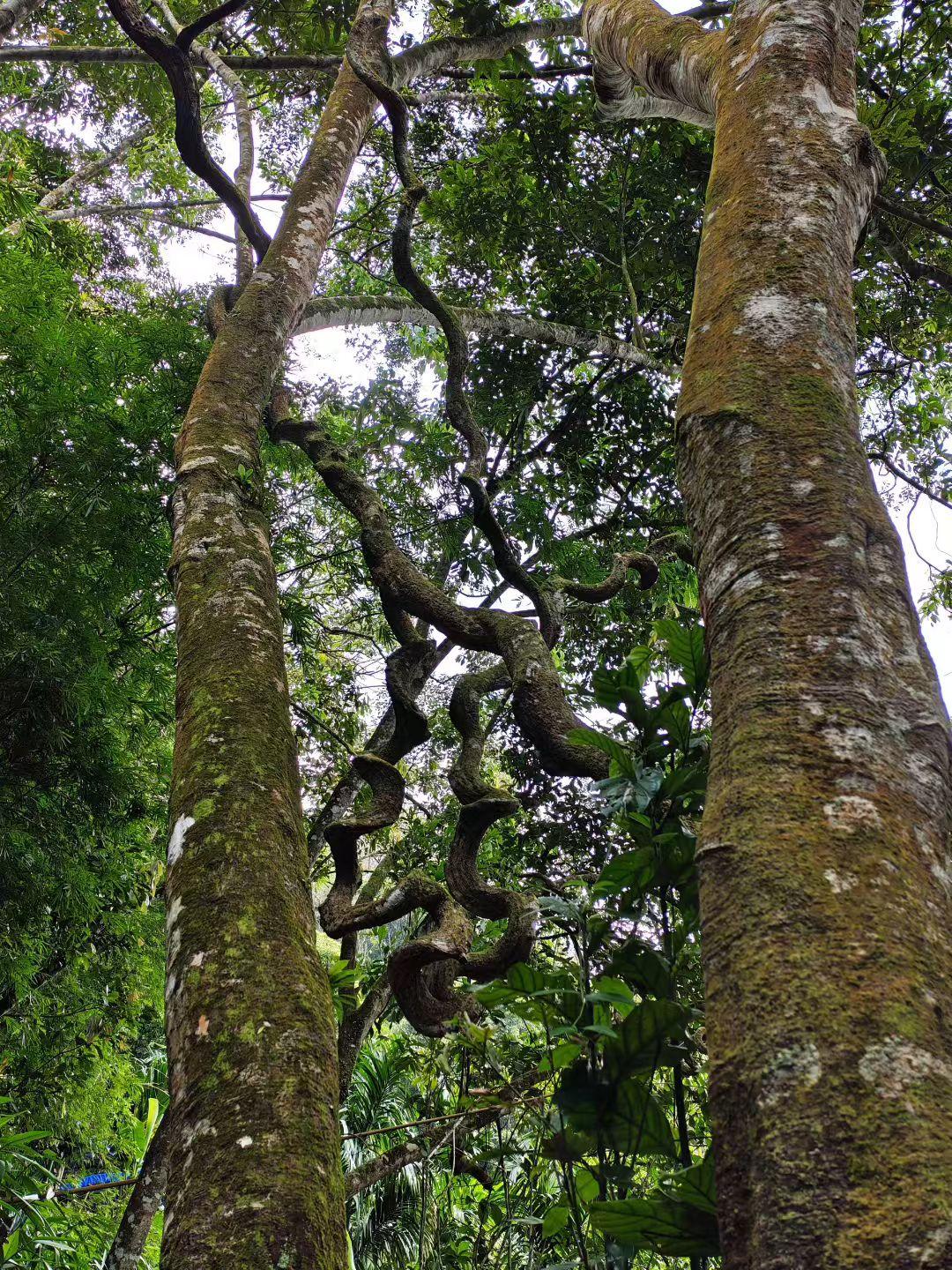 藏在绿意里的水流，把瀑布拆成两层碎银——上层撞着风响，下层浸着石凉。叶片把阳光滤