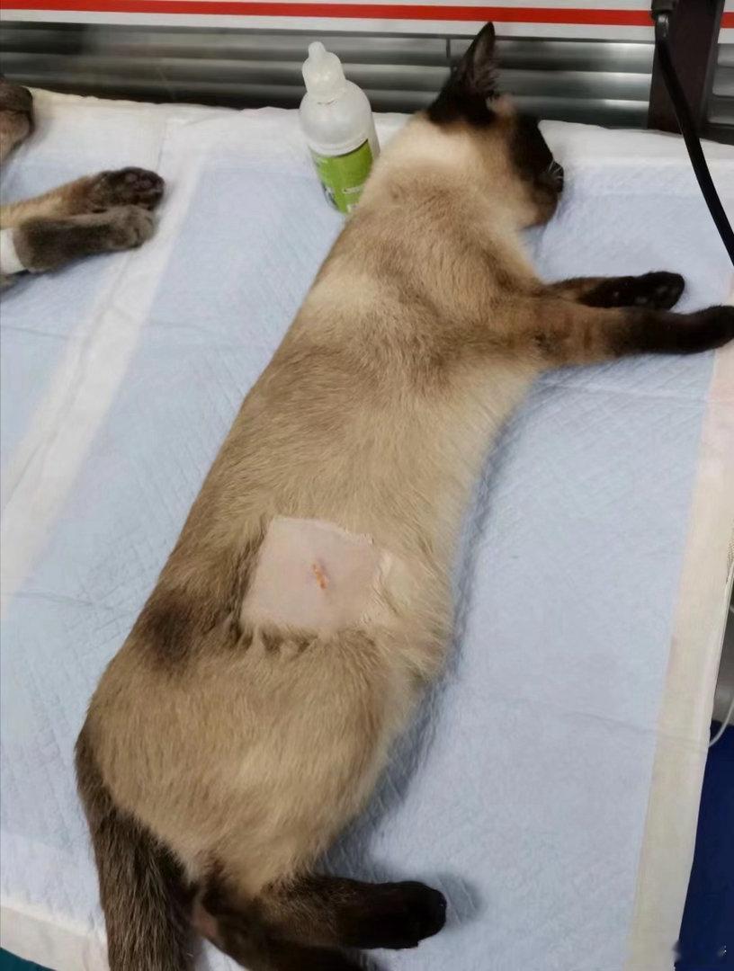逻辑猫新长出来的毛像是打的补丁​​​