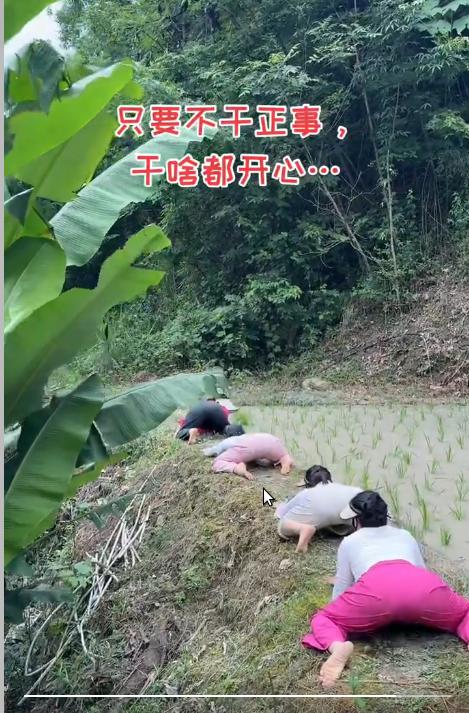 这是青蛙成精了还是蛤蟆成精了？