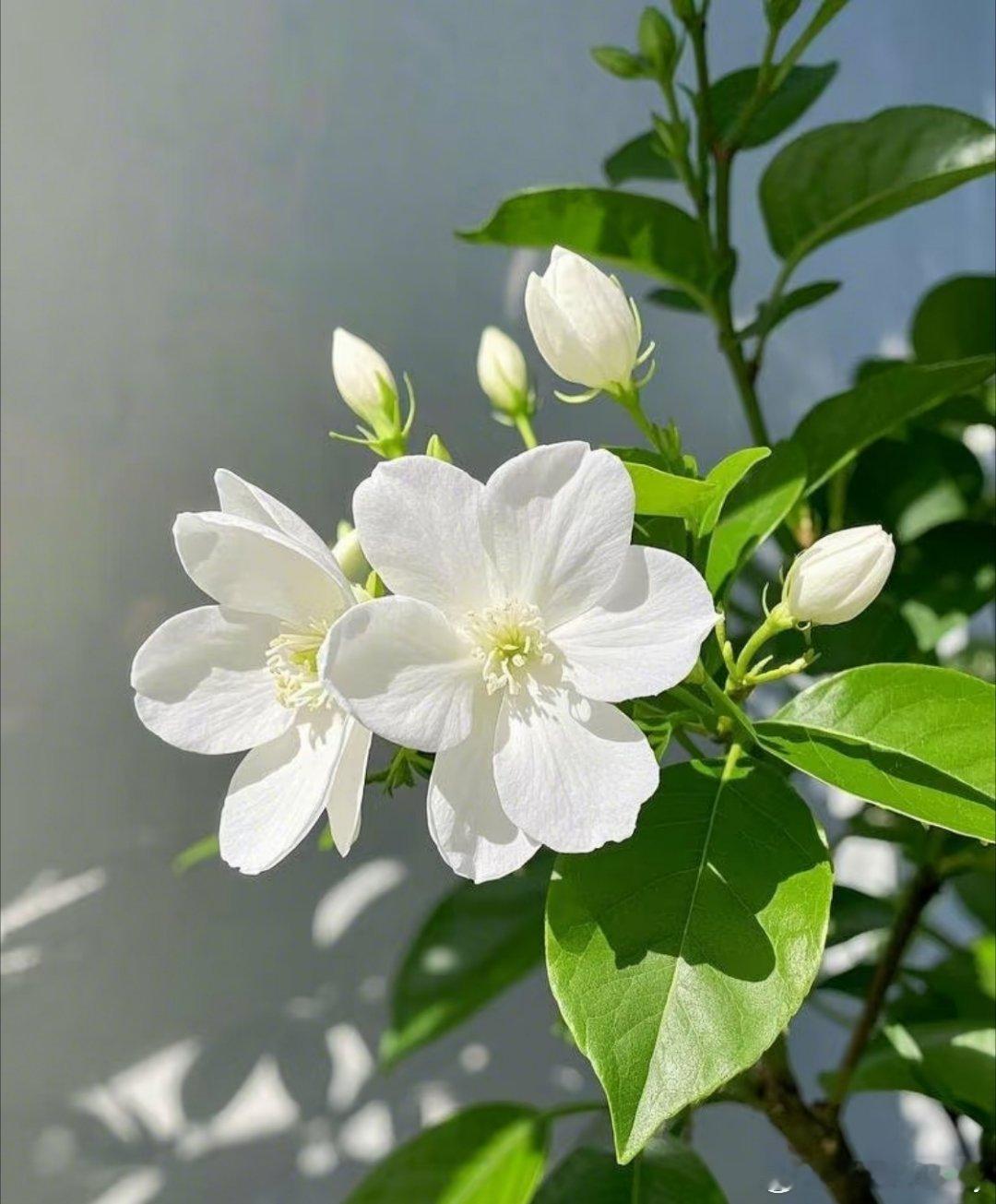 [比心][比心][比心]茉莉花种植方法[比心][比心][比心]🍂秋季换盆攻略！养出香气四溢