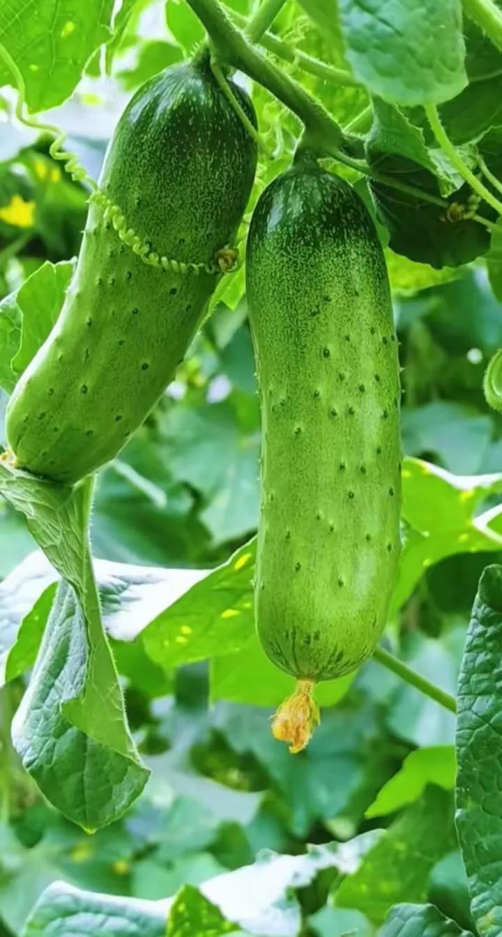 秋黄瓜秋黄瓜是我们家乡人夏日里必不可少的一道菜，不用炒只是洗好后用刀拍成碎块，