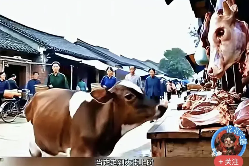 牛犊的眼泪看看这个视频，一头牛犊走在街道上，突然认出来街旁挂着的牛头是自己的