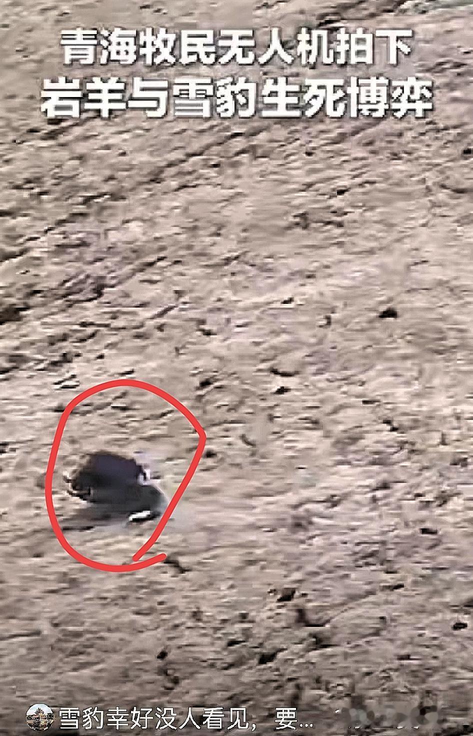 “解释不清了！”青海，牧民用无人机巡查牧场，结果，无人机刚飞上去，拍到了雪豹捕猎