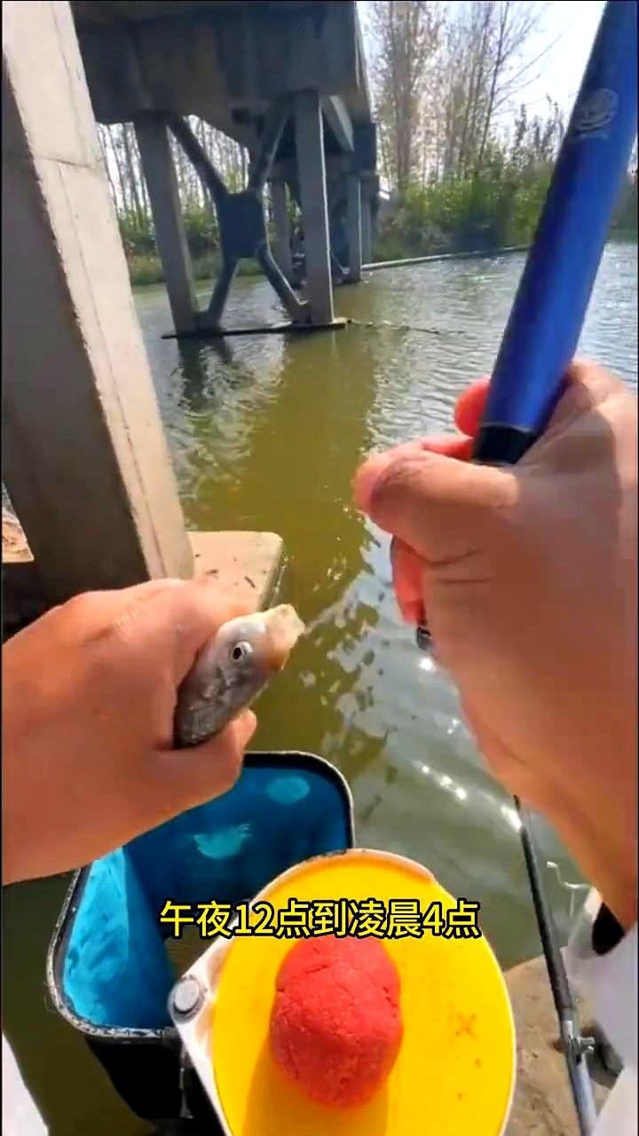 鱼的作息表刚传出来，大家都觉得神奇。一看时间，早上6到8点是“早餐高峰”，鱼