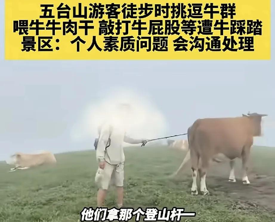 五台山，两名男子在此徒步时故意挑逗牛群，期间他们又是喂牛牛肉干，又是用登山杆敲打