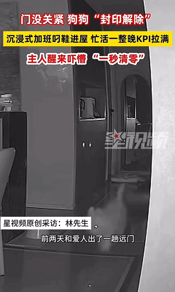 这狗狗成精了！浙江，主人晚上忘记关门，闲不住的狗狗直接加班一晚上，帮助人把门外的