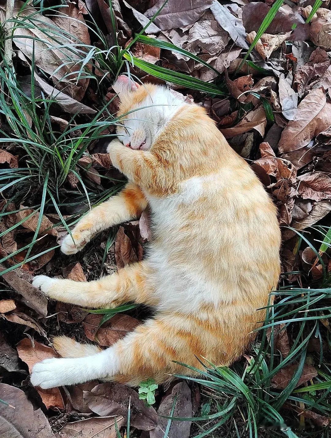 猫猫：我是睡着了，不是死了～[doge]