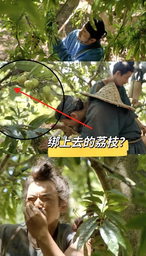 《长安的荔枝》为什么不用真的荔枝树拍摄？目前我看到的解释有3个。一个是因