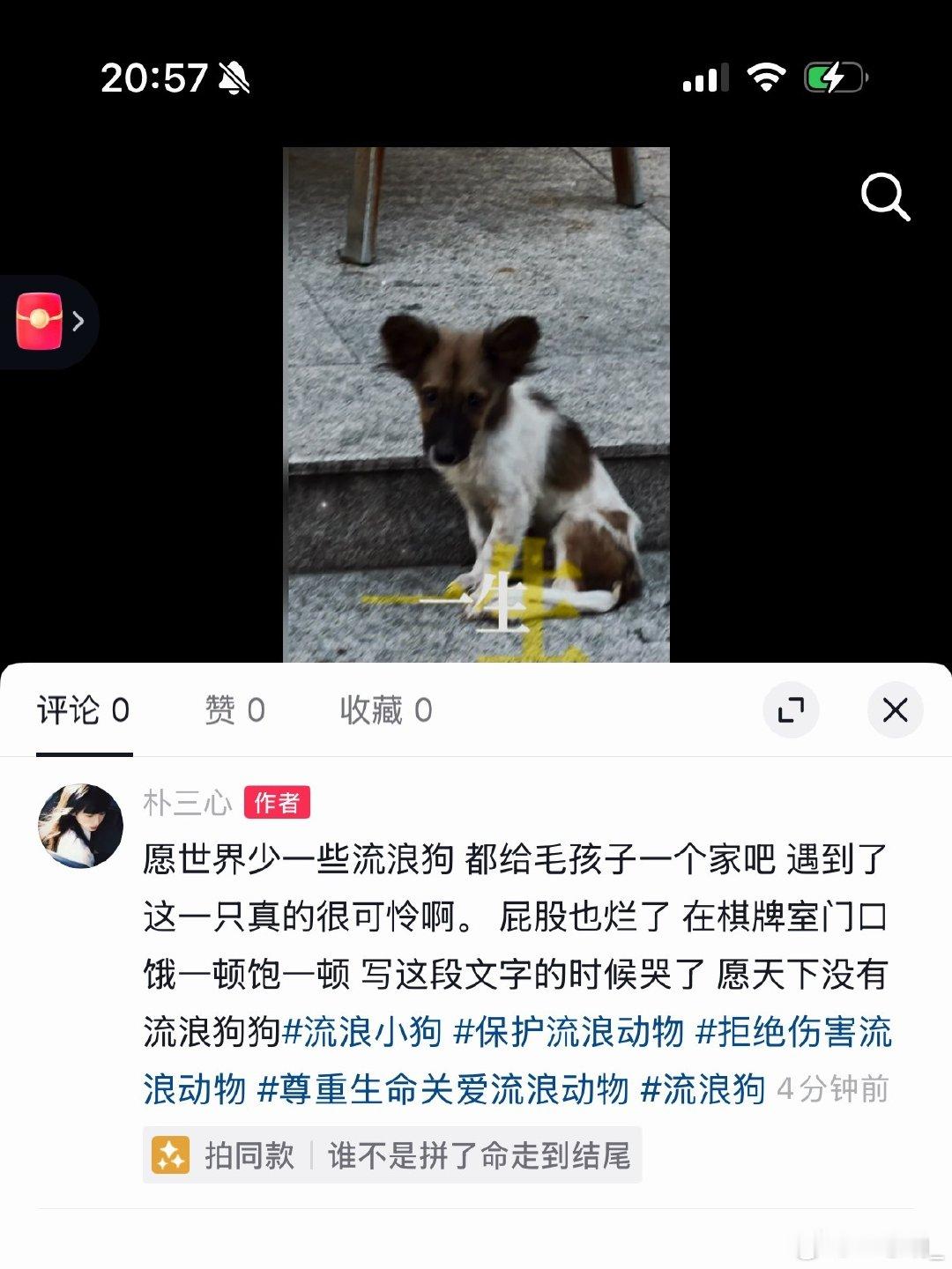 愿世界没有流浪小狗遇到了给毛孩子一个家吧#流浪狗#​