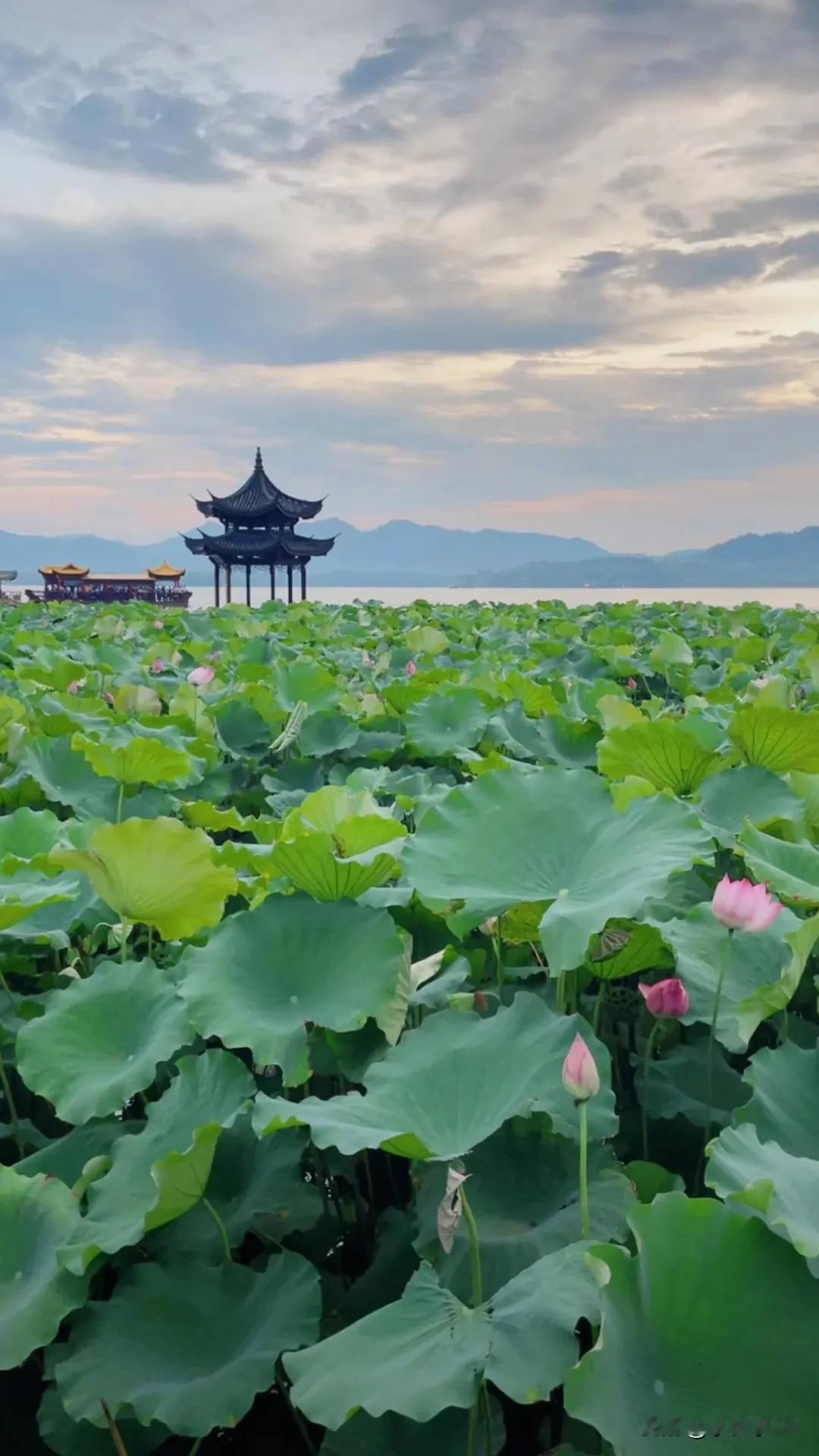 杭州西湖真的很良心，整个景区免费开放，这在国内的5A景区里可不多见。不过景区里