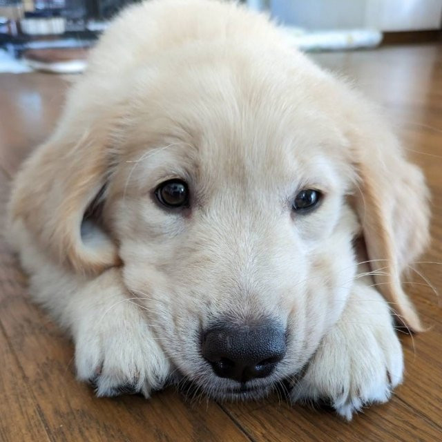 等待妈妈打猎回来的小金毛