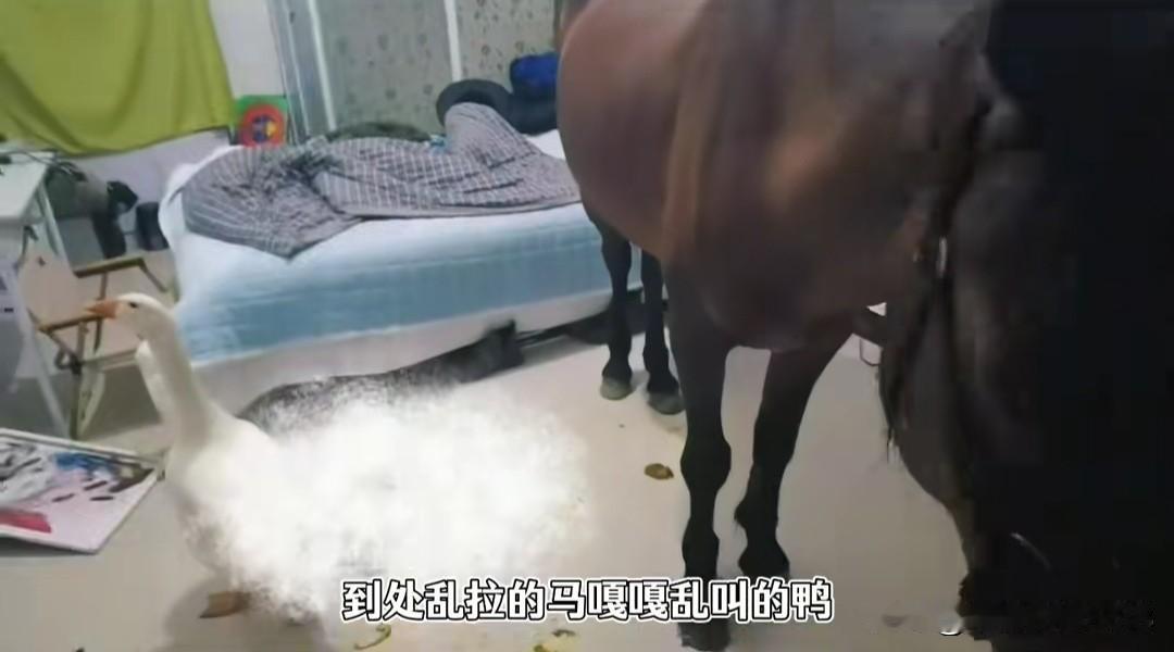 以为是房东允许养宠物后变脸，推开门瞬间网友看懵，这谁受得了!房东刷视频，见一