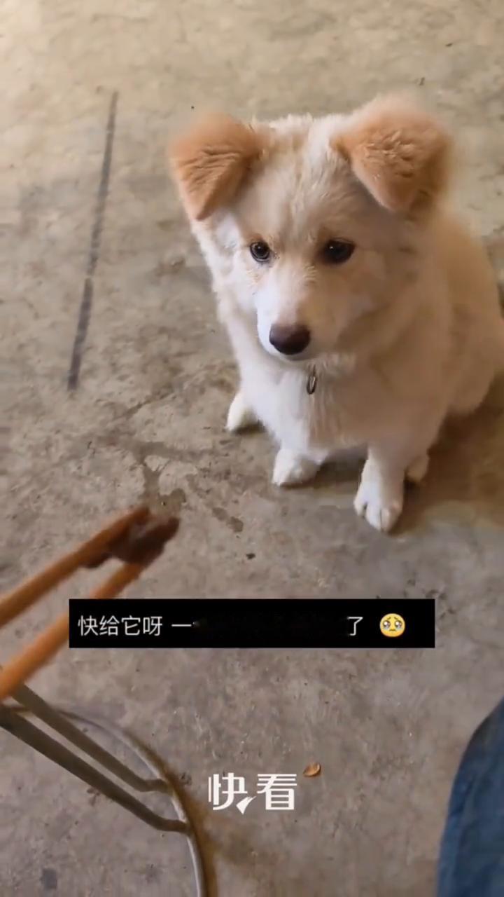 狗狗乖巧跺脚等待投喂。网友：这一刻它的眼里只有你。近日河南，快看，快给它，一会