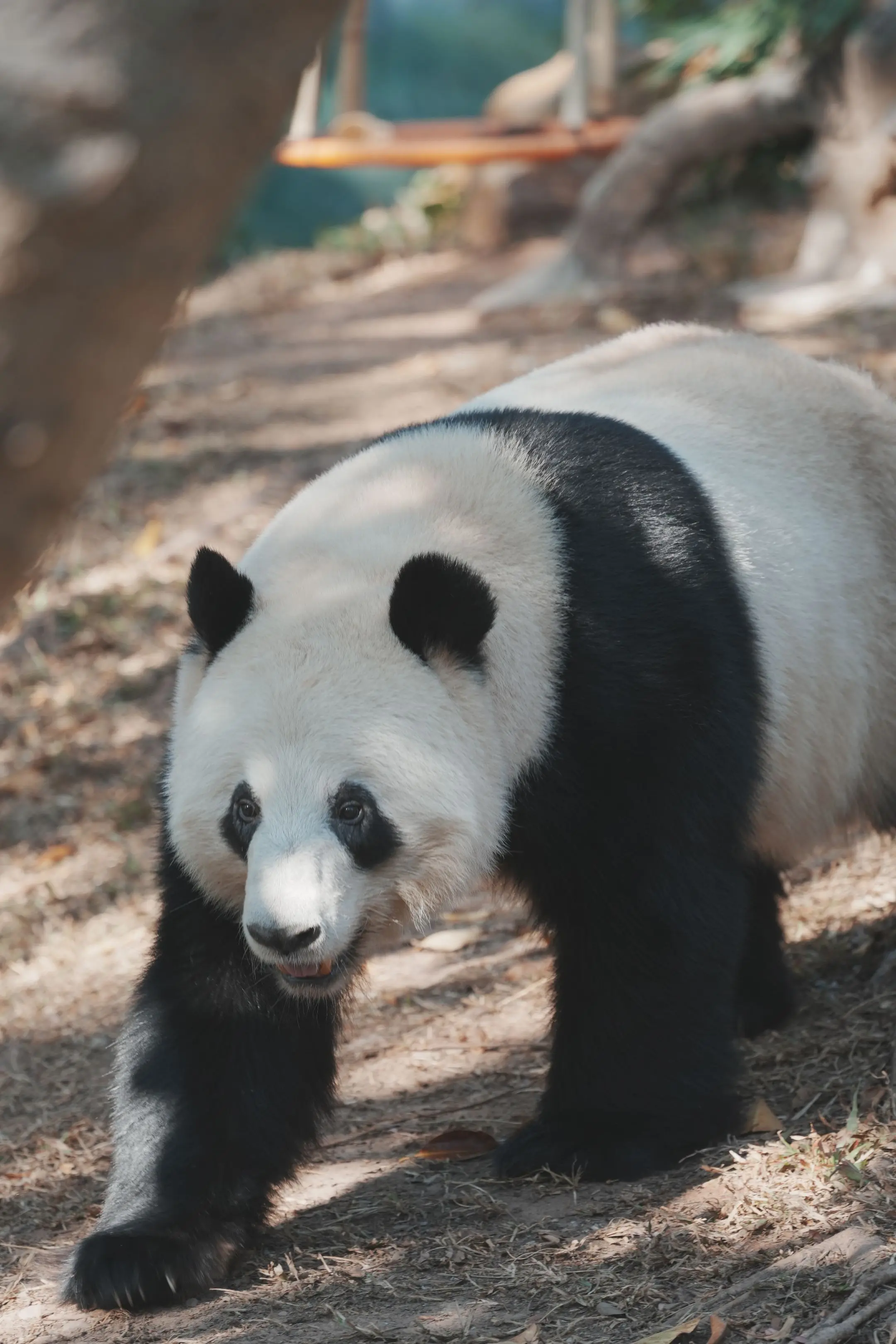 难得我正经地拍星一。（2025.1.14拍摄。）那天本来想蹲在广动一天...