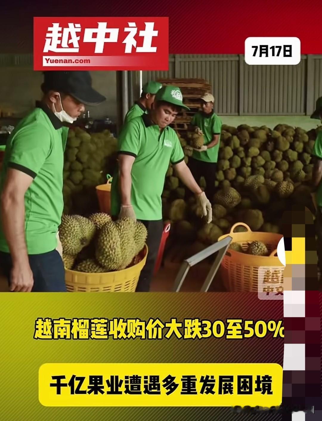 越南榴莲收购价格大降三五成水平。越南榴莲面临的老问题，还是产量太大，集中上市