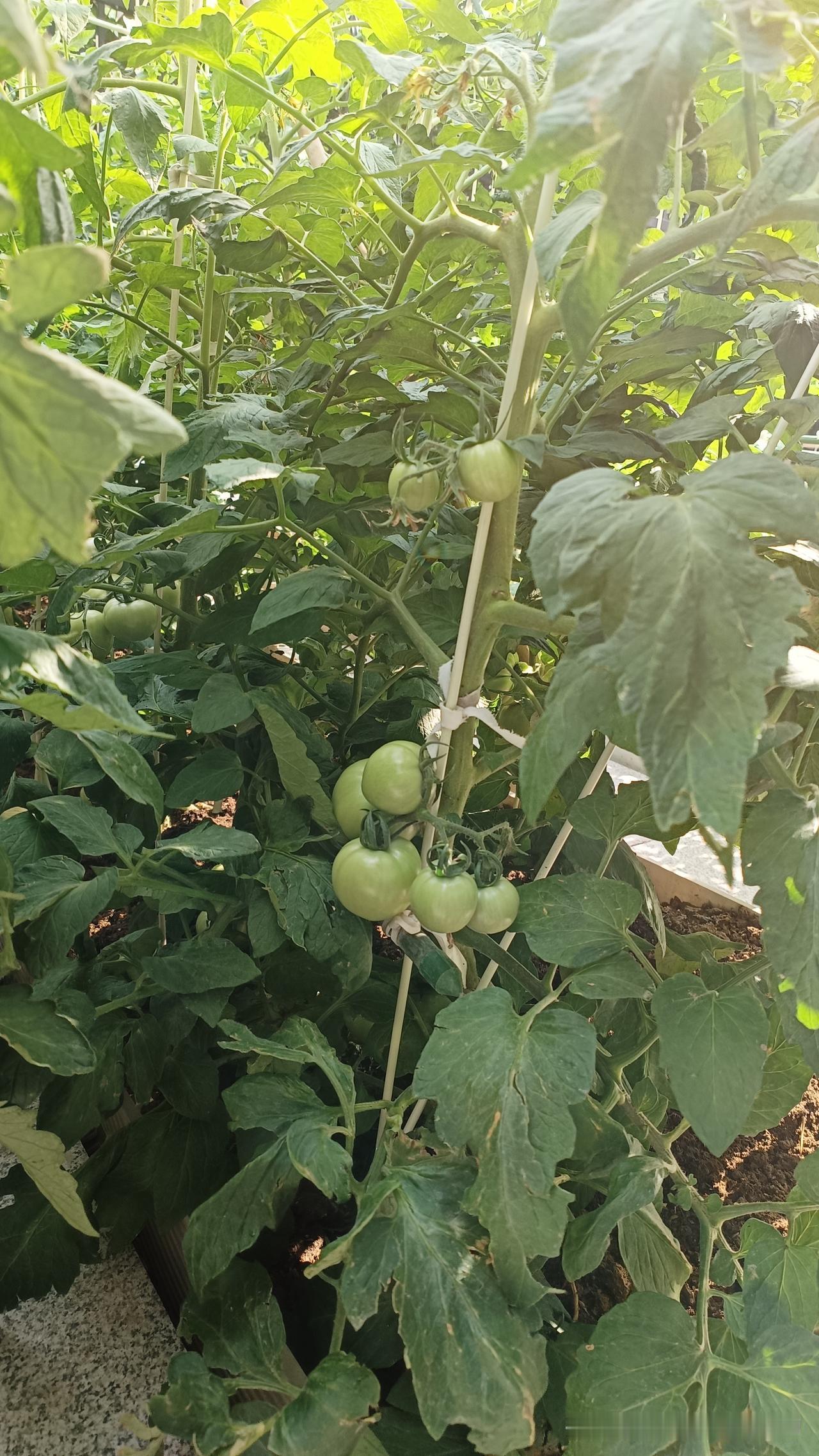 我种番茄多年总结！五层果打顶后，果子长得匀全靠这几步我的西红柿已经结5层果了