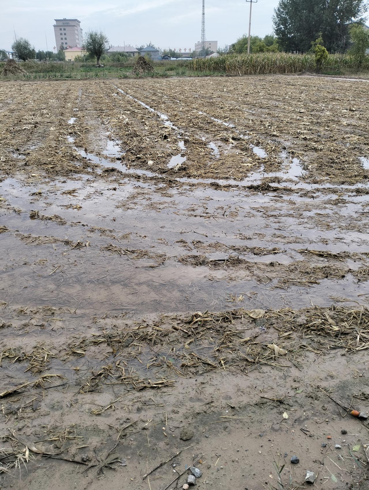 雨下了三天两夜还在继续，地里满了积水，播种小麦看来没指望了，麦种肥料早就准备好了