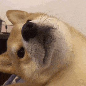 每天一条冷知识大型狗歪头根本不是在卖萌！纯粹是因为嘴筒子太长挡视线，不歪个头就