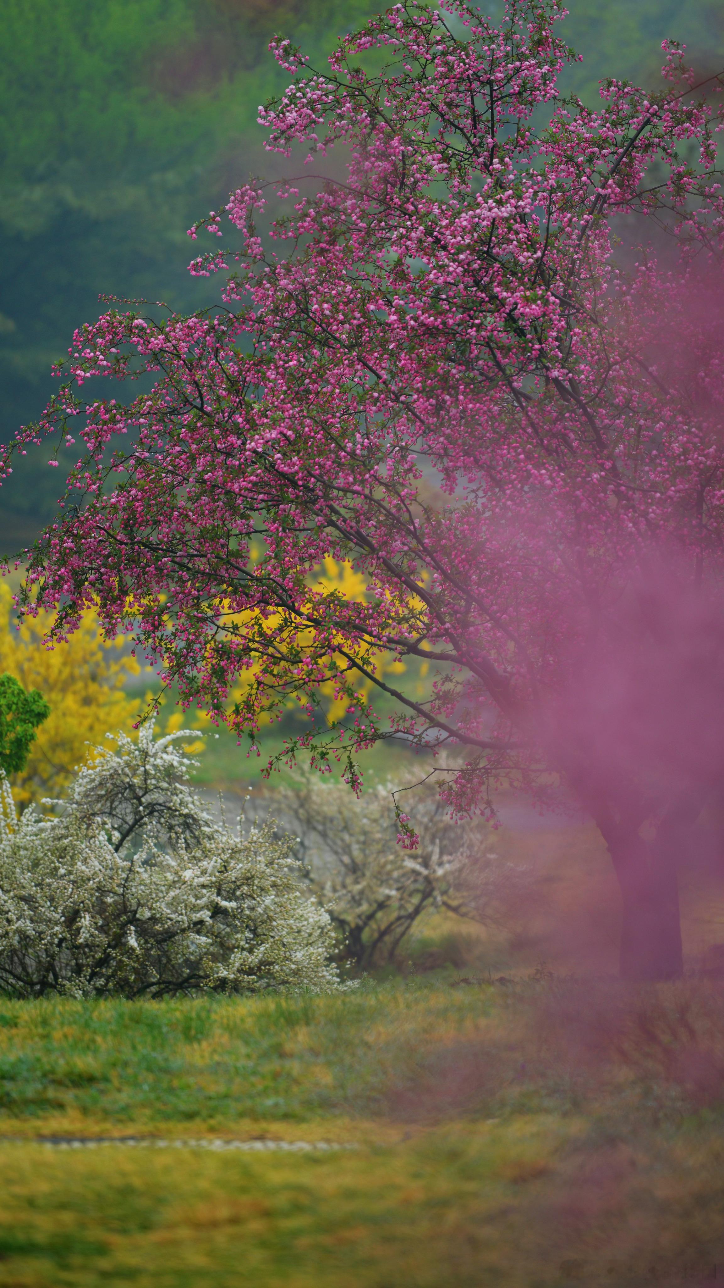 万紫千红——国家植物园摄影