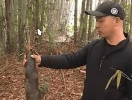 大快人心！景区挖笋被戳穿鼻子，索赔3.6万被法院驳回！重庆一男子进景区不逛景点