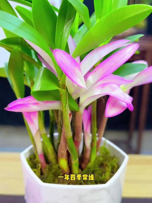 我以前养过一盆七彩石斛兰，叶片颜色丰富，很是艳丽，味道芳香淡雅。可惜，养过一年枯