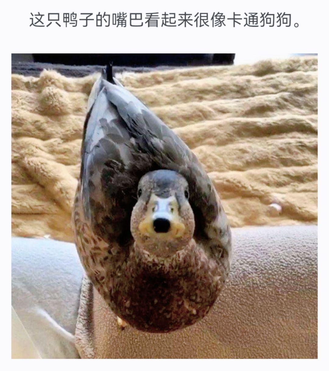 这个眼神有点聪明