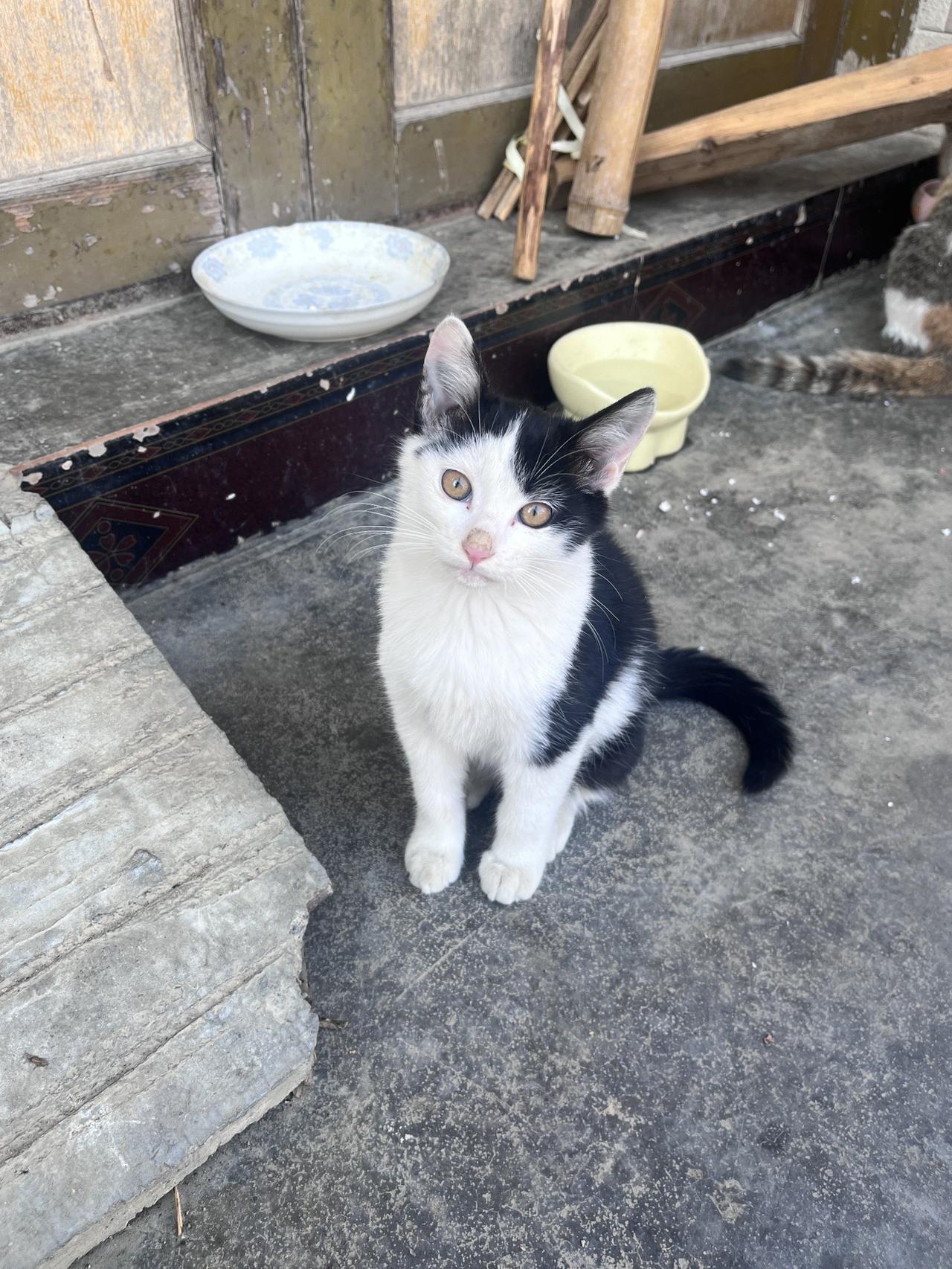 奶牛，愿喵星的你，永远无忧无虑。奶牛猫家有猫咪猫猫的铲屎官