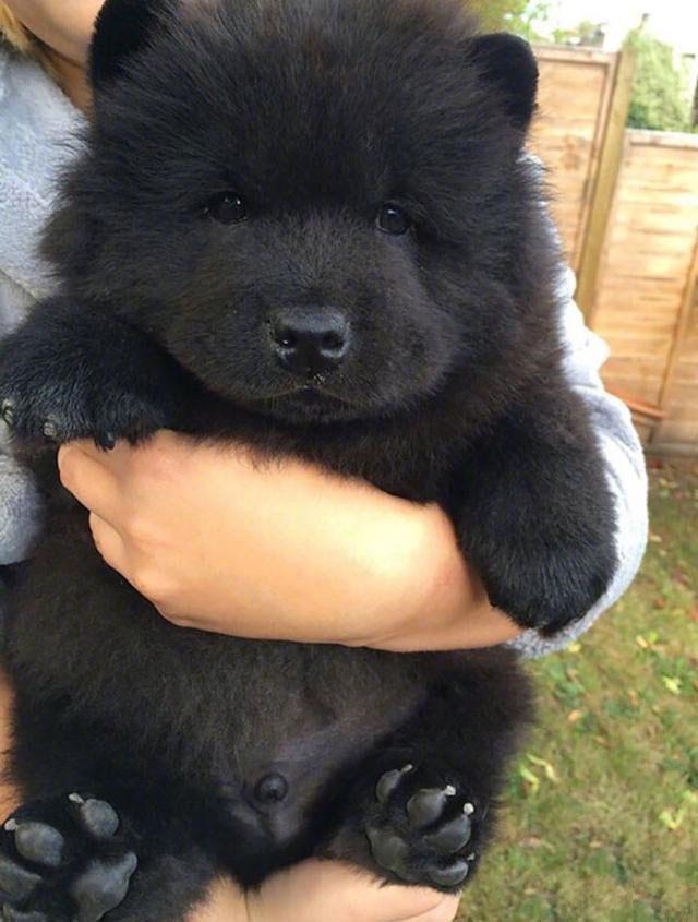 这是中华田园犬！小时候巨可爱！长大了就随缘了