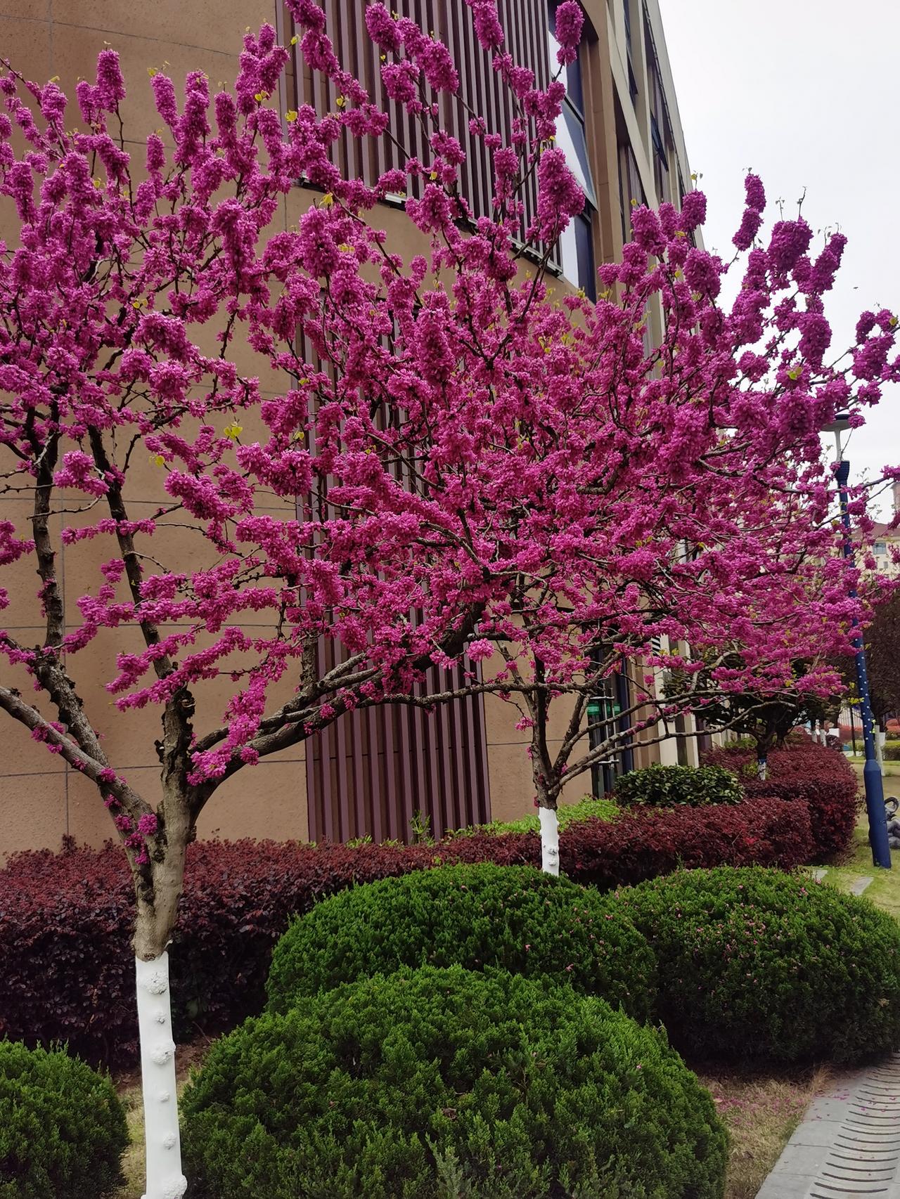 盛开的紫荆花、油菜花、桃花。