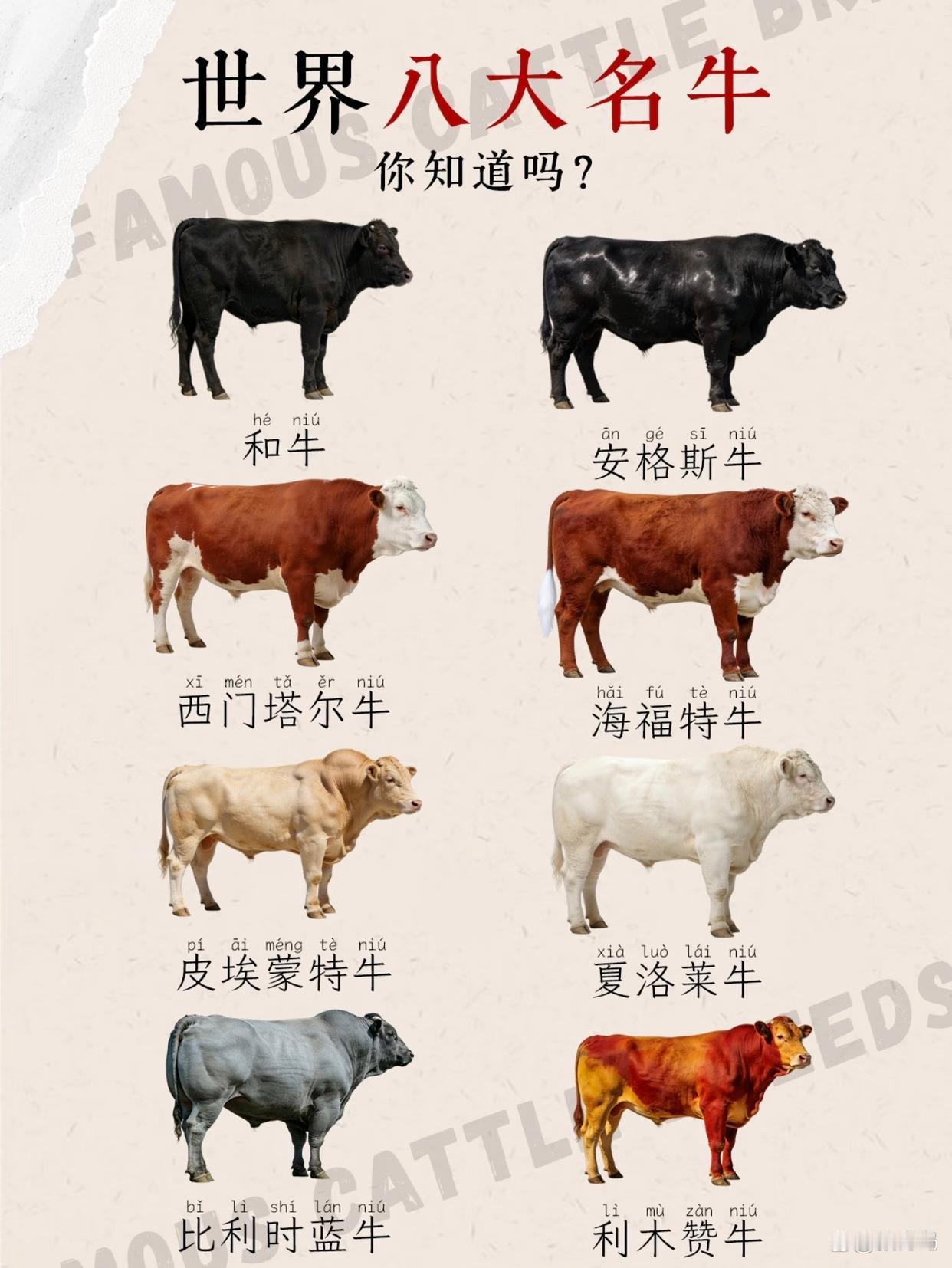 和牛肉为啥那么贵？