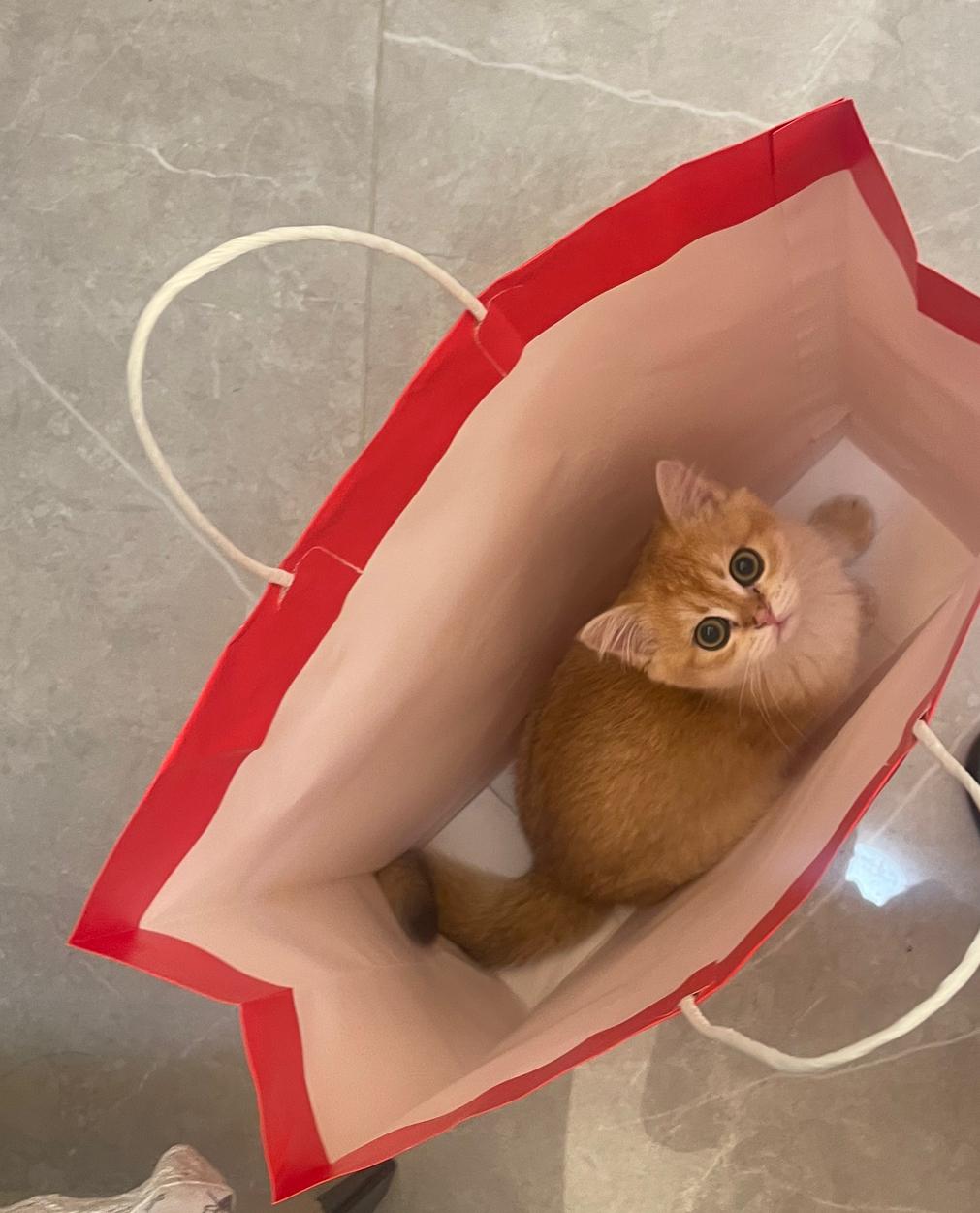 惨了，出不来了，你觉得猫咪还有救吗？我家猫咪对购物袋的痴迷，简直绝了！有次我刚把