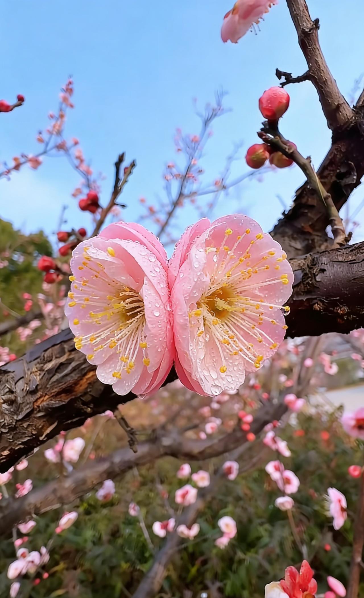 分享一张美丽的花朵照片新的一天，愿你如这枝头梅朵，明媚舒展，自在芬芳，在满溢的春