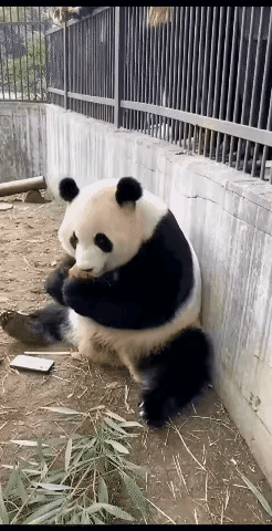 大熊猫正坐在地上津津有味的啃着胡萝卜，围栏外面挤满了看国宝的游客。大家纷纷举起手